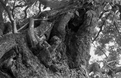trunk