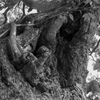 trunk