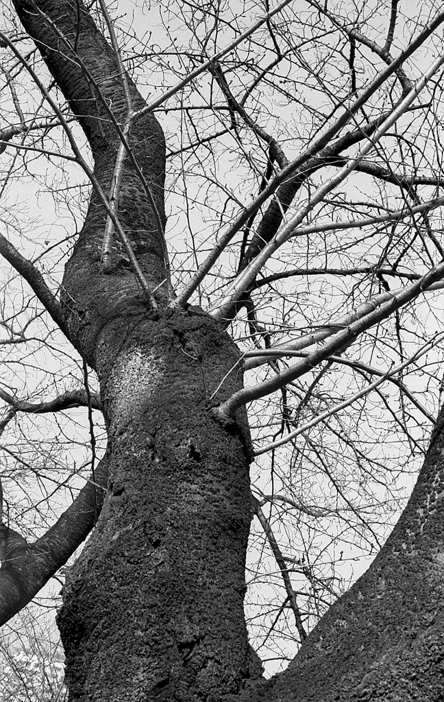 branches