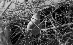 egg