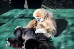 仲良しシロマティとクロマティ