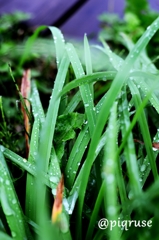 雨上がり