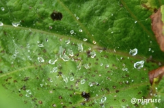 水