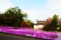 芝桜