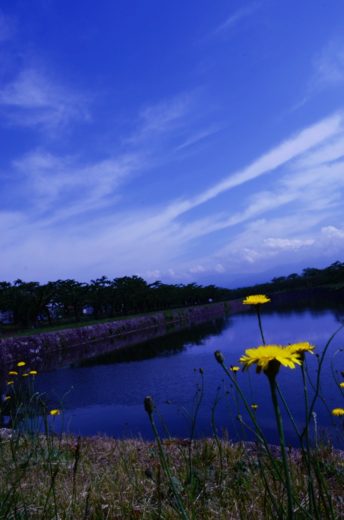 たんぽぽと空