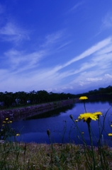 たんぽぽと空