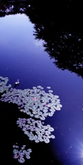 池