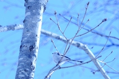 鳥のさえずり