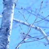 鳥のさえずり