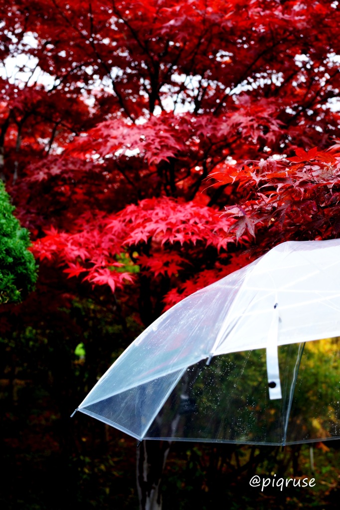 雨に打たれて