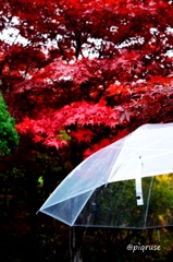 雨に打たれて