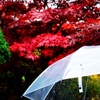 雨に打たれて
