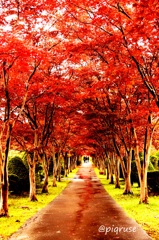 紅葉並木