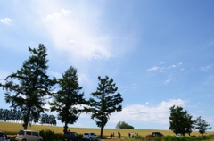 ここも噂の嵐の木