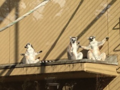 ｳｪｲｳｪｲ