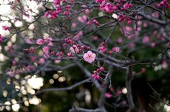 梅の花