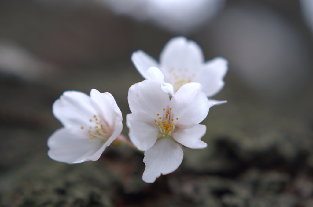sakura_up
