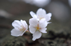 sakura_up