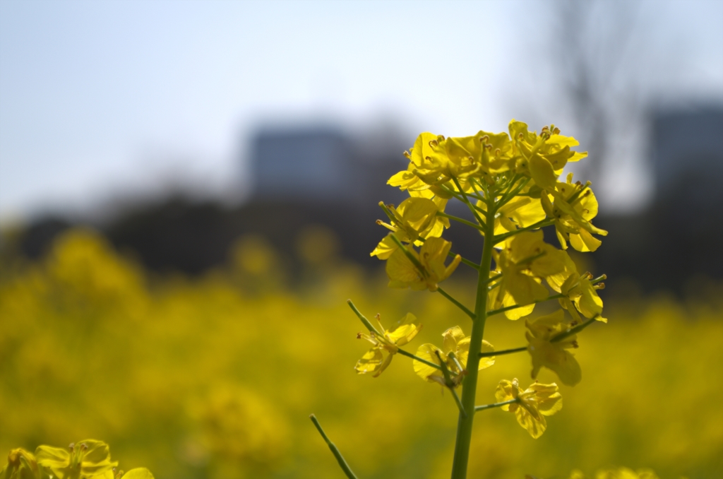 菜の花2