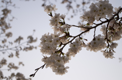 桜2