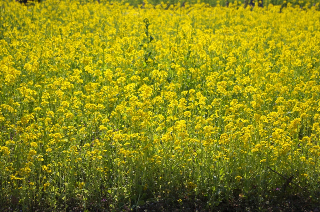 菜の花