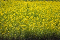菜の花