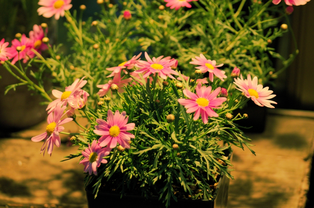 flower