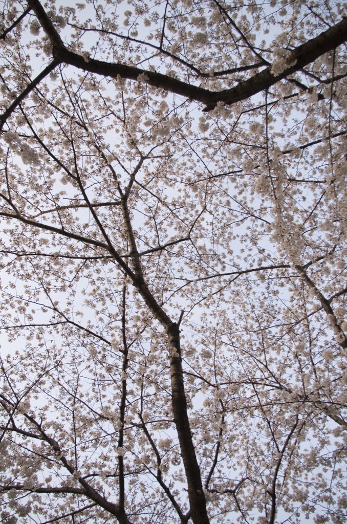 桜1