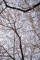 桜1