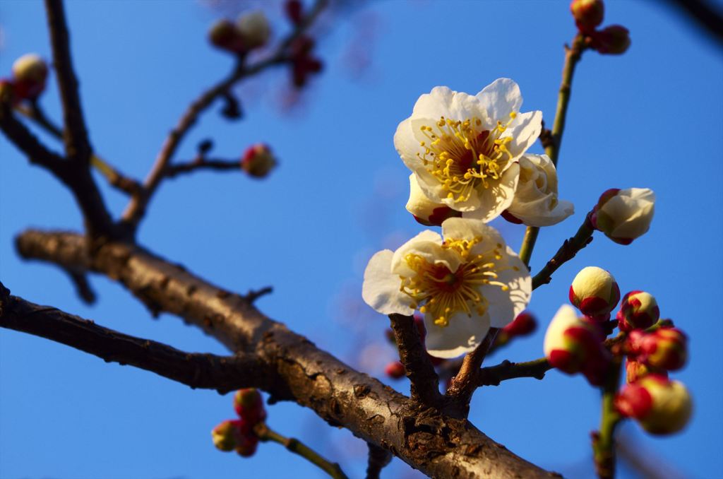 梅の花2