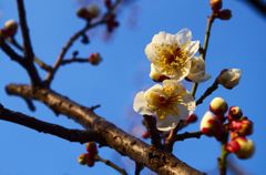梅の花2