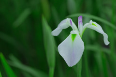 白菖蒲
