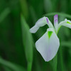 白菖蒲