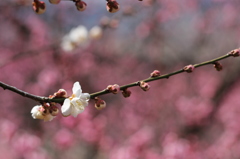 筑波梅林3月上旬