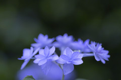 blue flower