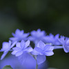 blue flower