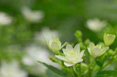 green flower-1