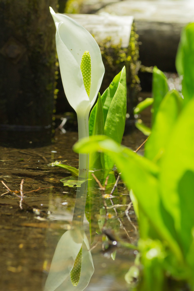 水芭蕉