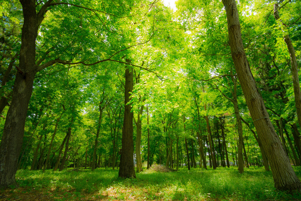 Green Green