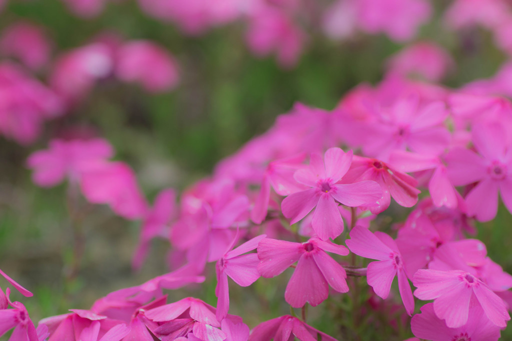 富士芝桜