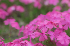富士芝桜