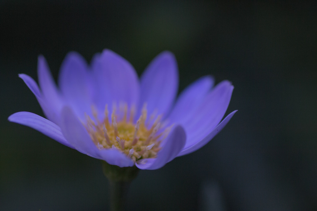 蒼花