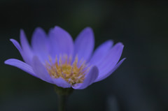 蒼花