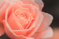 ピンクの薔薇