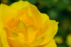 黄薔薇