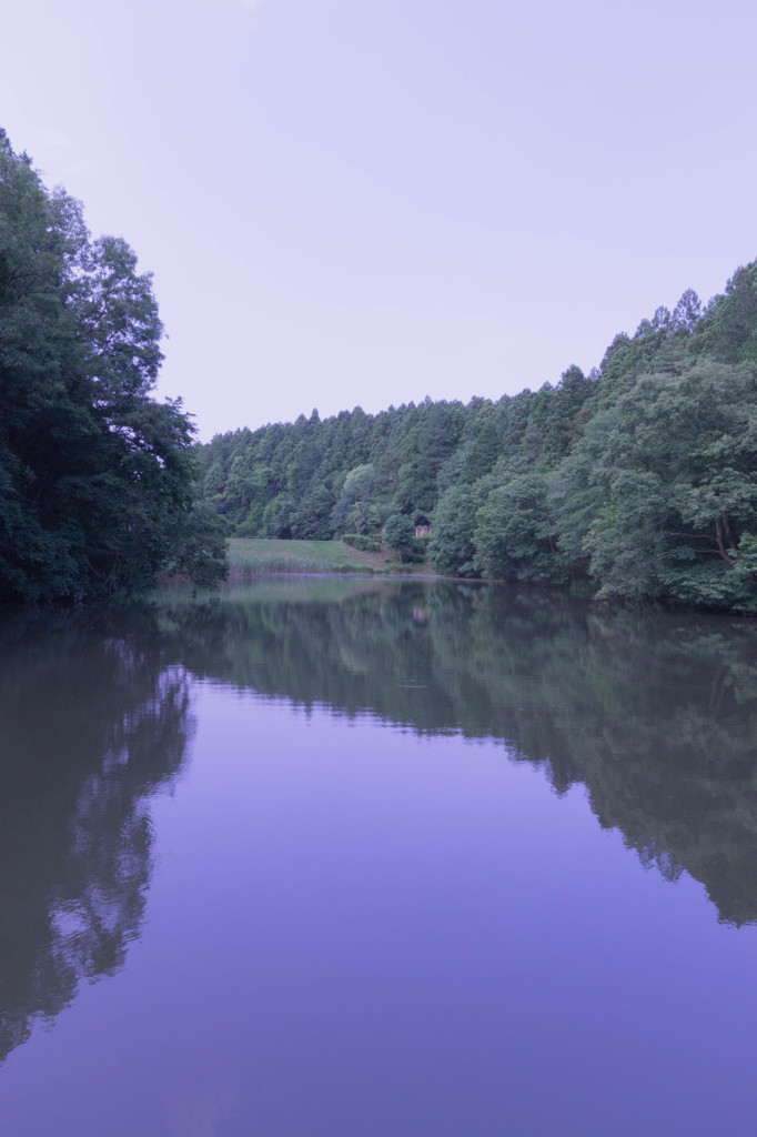 Ｆｏｒｅｓｔ