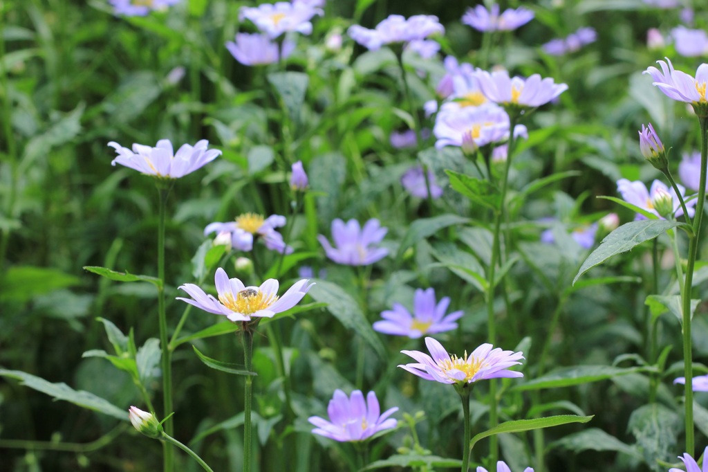 今年もうちの花壇に咲いてくれました
