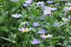 今年もうちの花壇に咲いてくれました