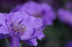 蒼薔薇