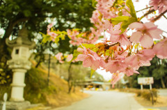 SAKURA-AMABIKI 2016